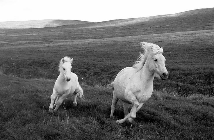 two white horses running in a grassy field