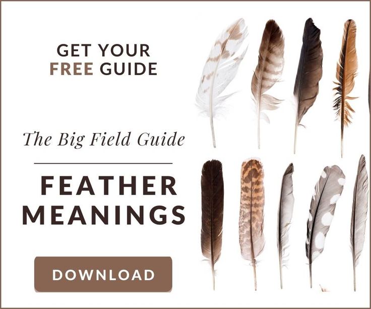 the big field guide to feather meanings