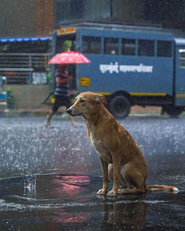 a brown dog sitting on top of a wet ground