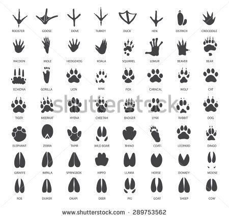 an animal's footprints are shown in black and white, with the words on each side