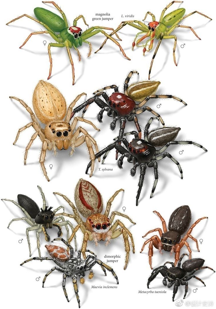 four different types of spiders with names on them