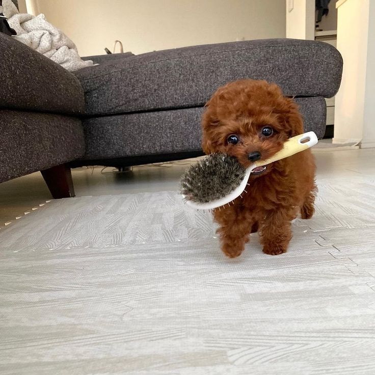 a small brown dog holding a brush in its mouth