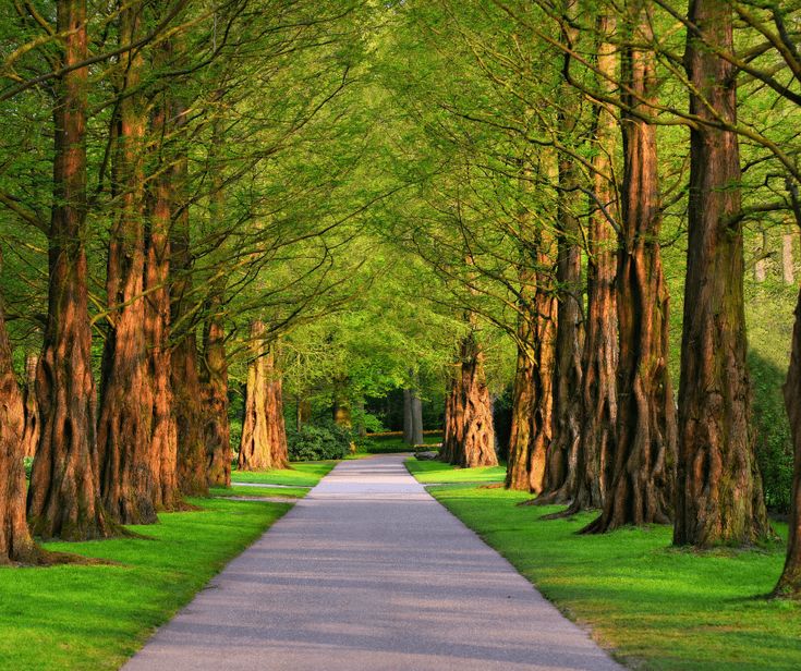 an empty road surrounded by trees lined with green grass and lots of tall, thin trees