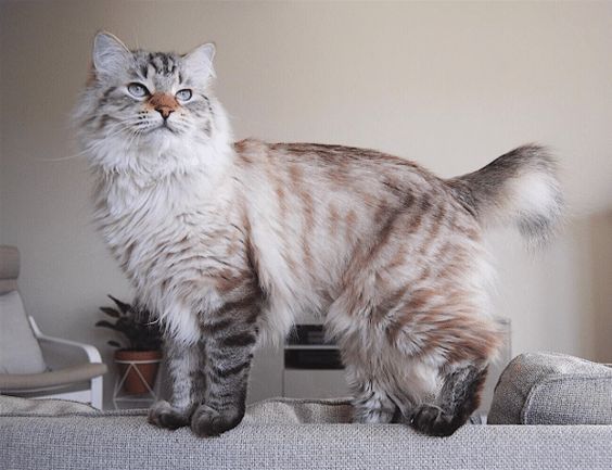 a fluffy cat standing on top of a couch