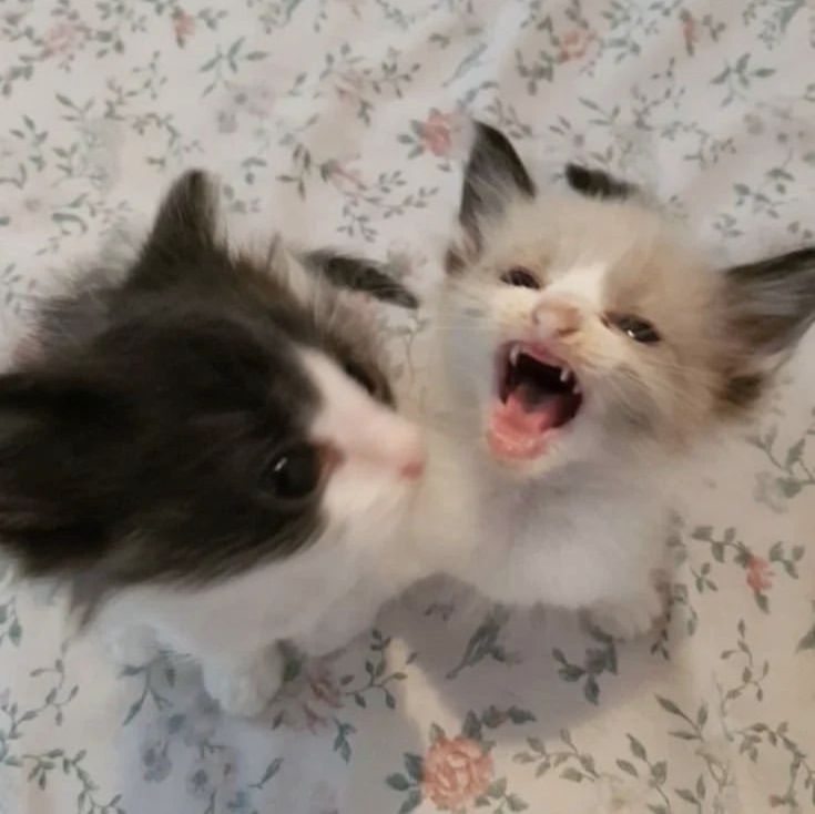 two small kittens playing on a bed with floral bedspread, one yawning