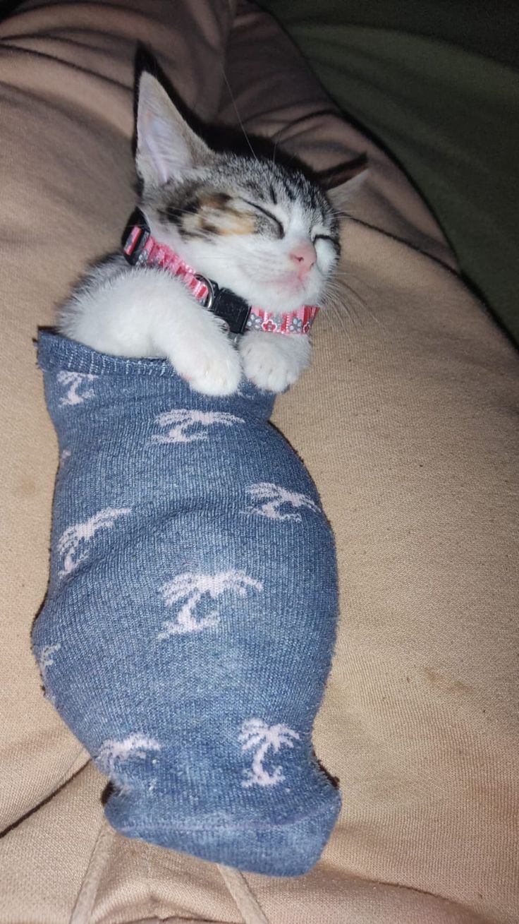 a cat laying on top of a bed covered in a blue blanket next to a pillow