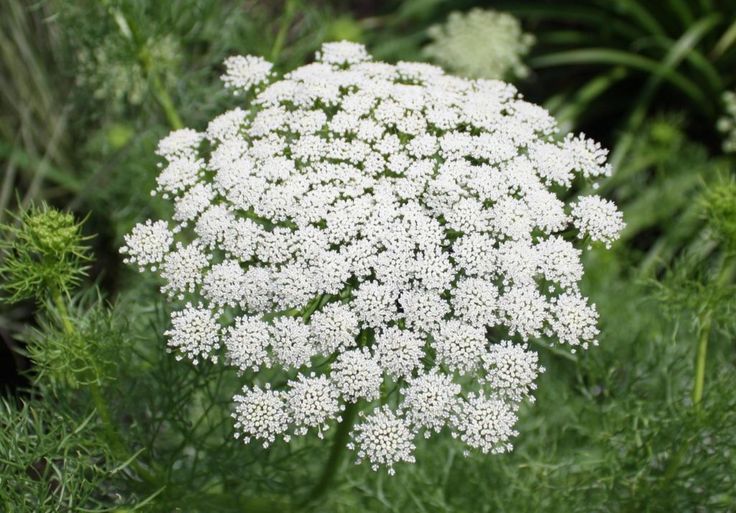 the white flowers are blooming in the field