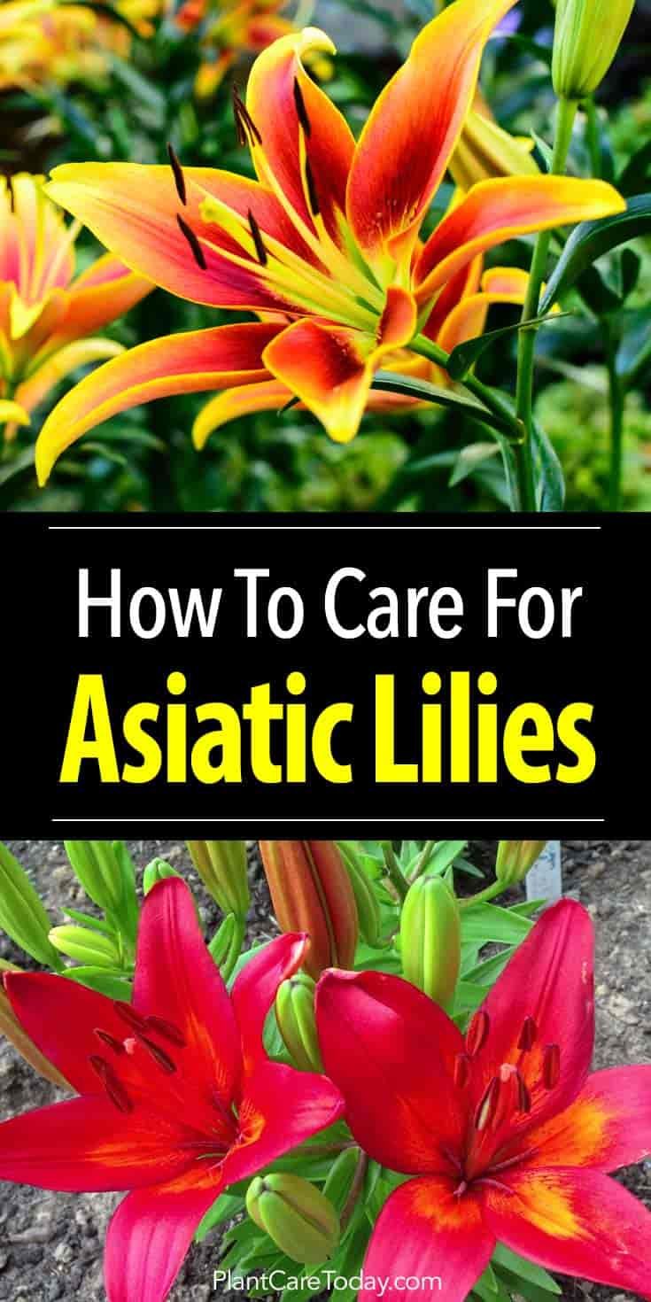 how to care for astatic lilies in the garden and on the lawn