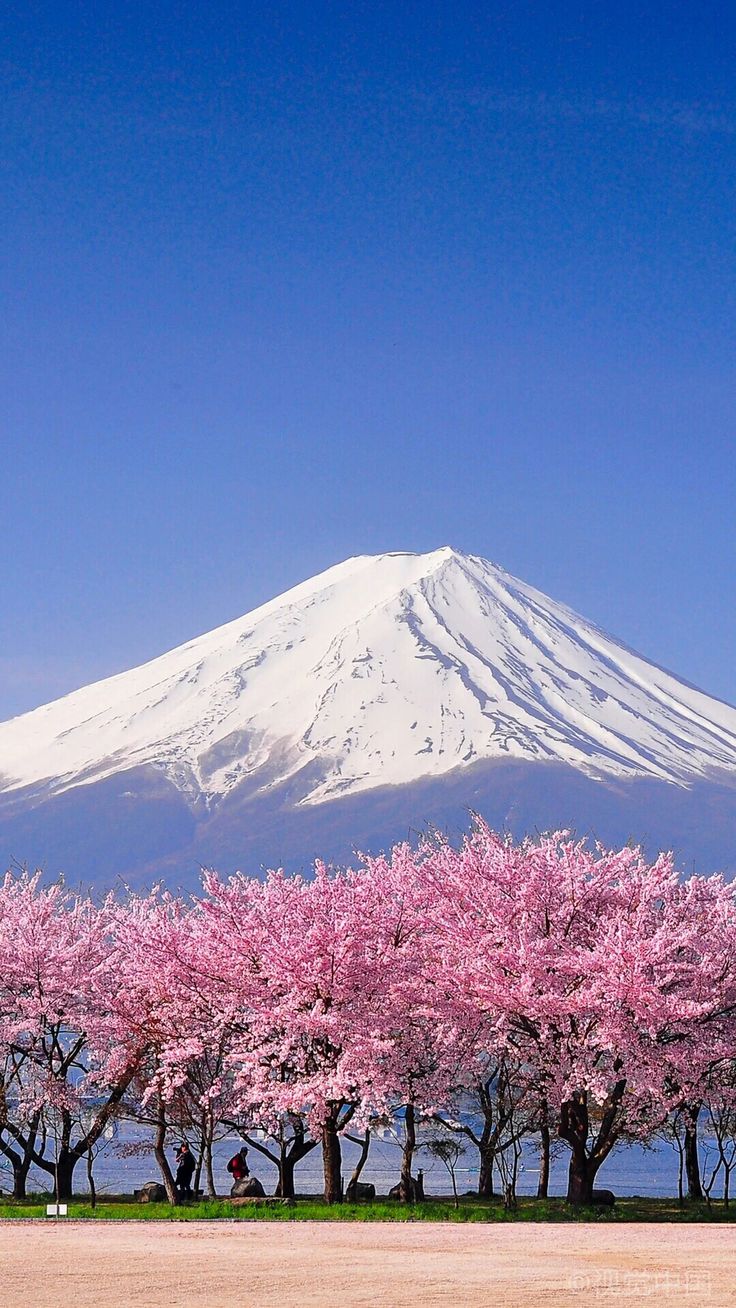 the mountain is covered in snow and pink trees are blooming on the ground below