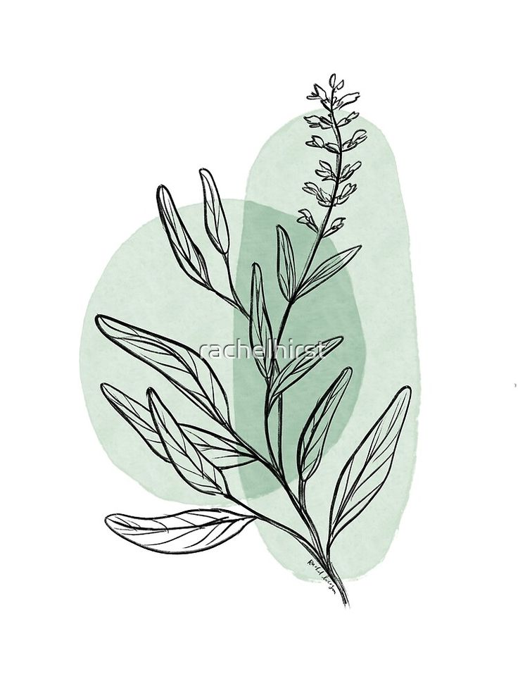 a drawing of a plant on a green background