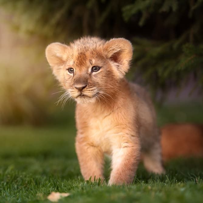 a small lion cub walking across a lush green field