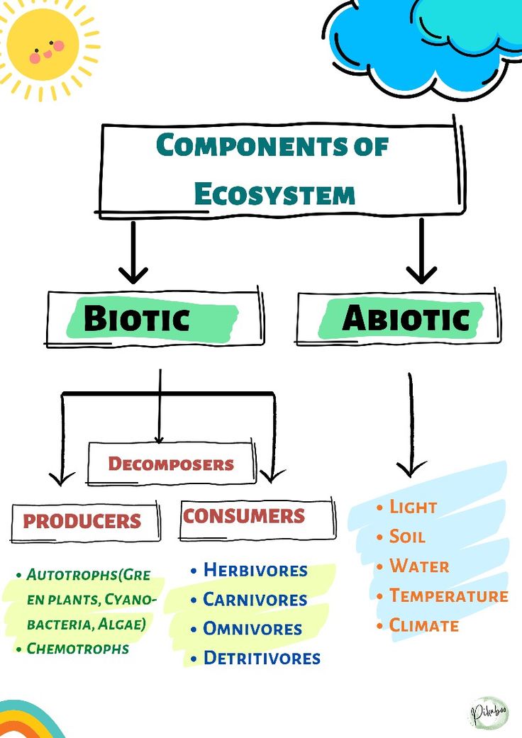 the components of an ecosytem diagram with words and pictures on it, including water,