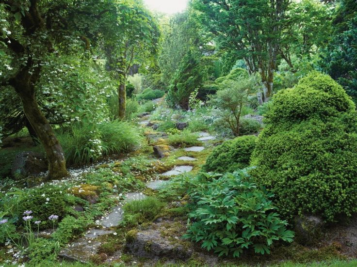 a lush green forest filled with lots of trees and bushes next to a river surrounded by rocks