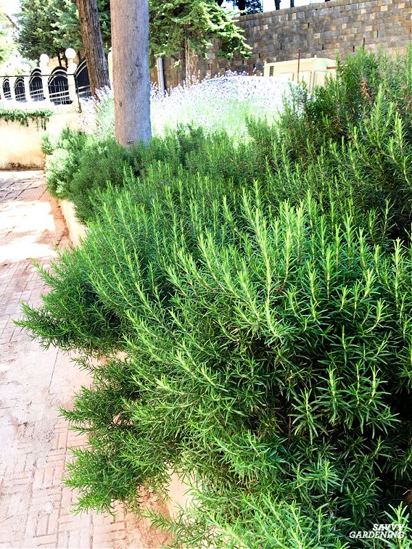 some very pretty green bushes by the sidewalk