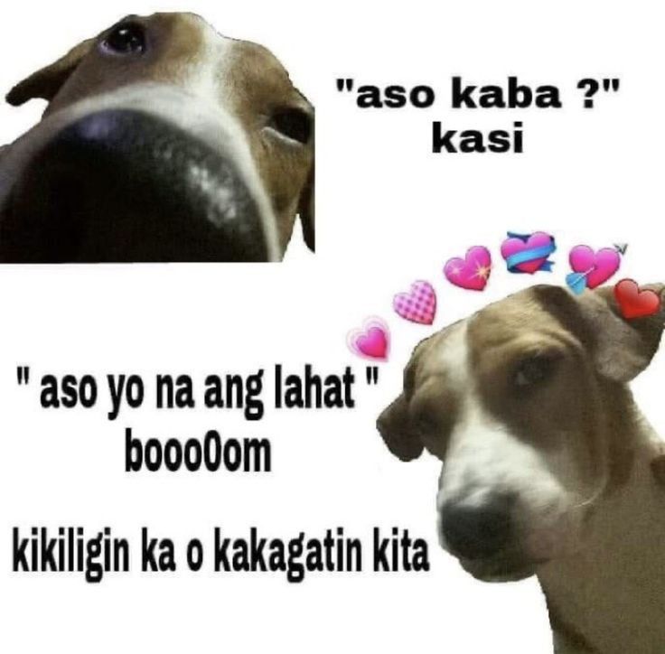 a dog with hearts on its head looking at another dog's face and the caption says, aso kaba kaba? kasi