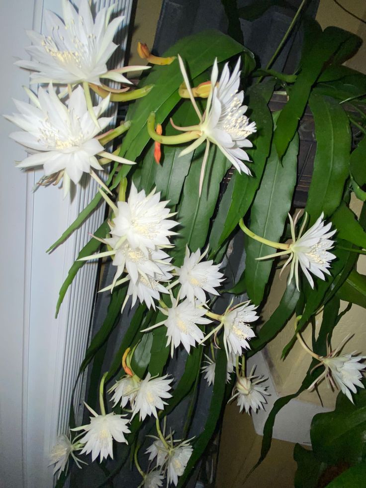 white flowers are growing on the side of a door way in front of a green plant