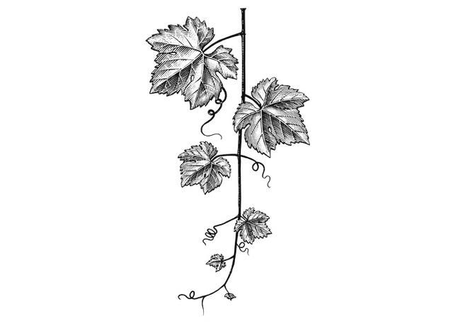 a drawing of a vine with leaves on it