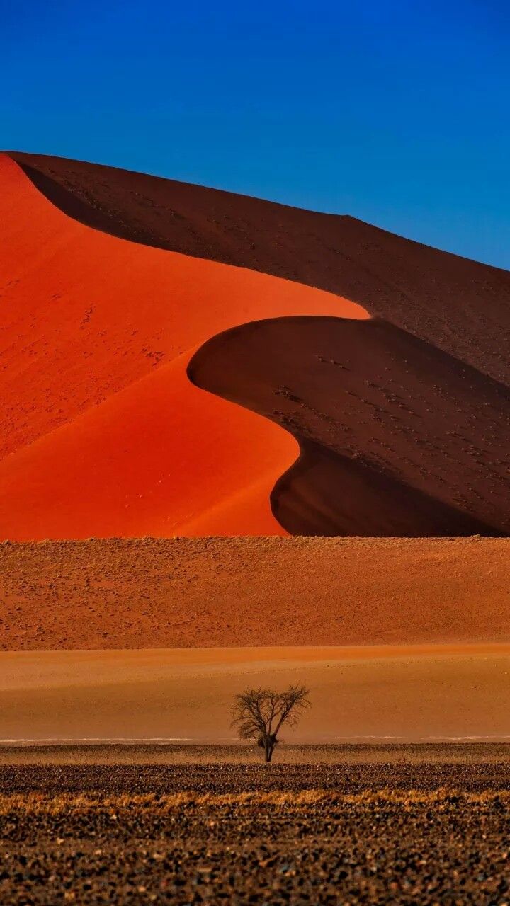 a lone tree stands in the middle of a vast desert landscape with sand dunes and blue sky