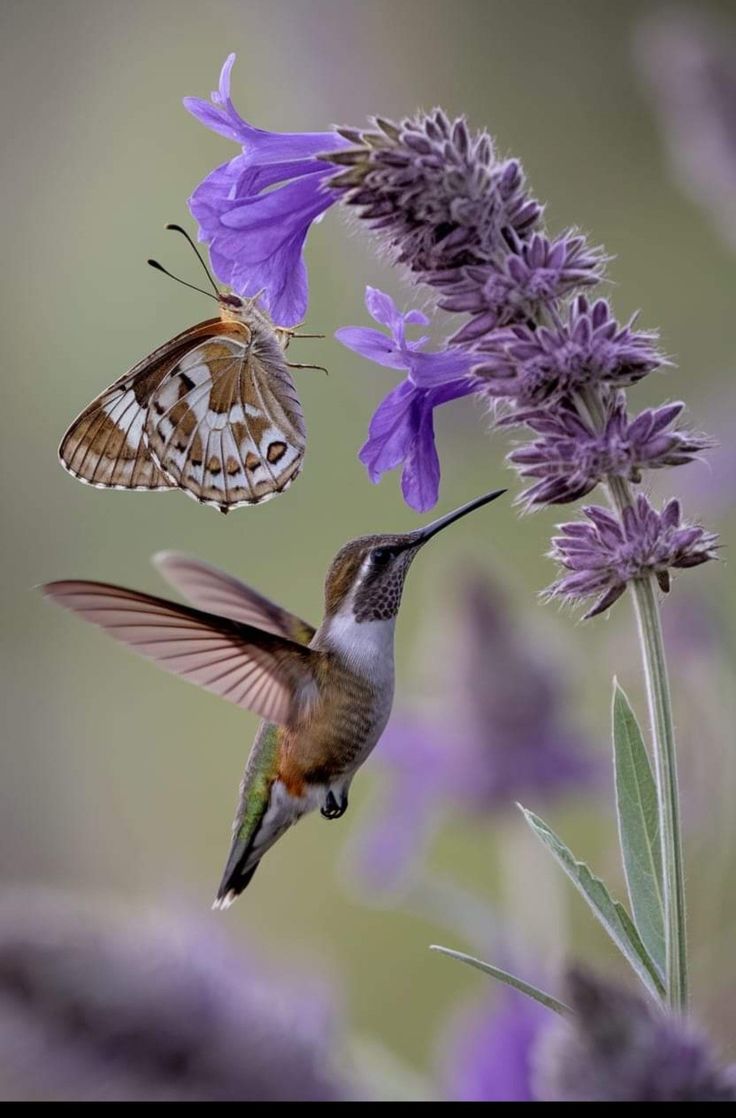 a hummingbird hovering over a purple flower with a butterfly on it's wing