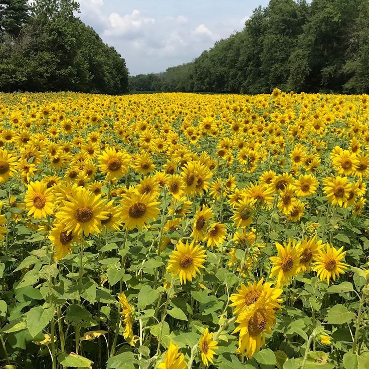 a field full of sunflowers with trees in the background