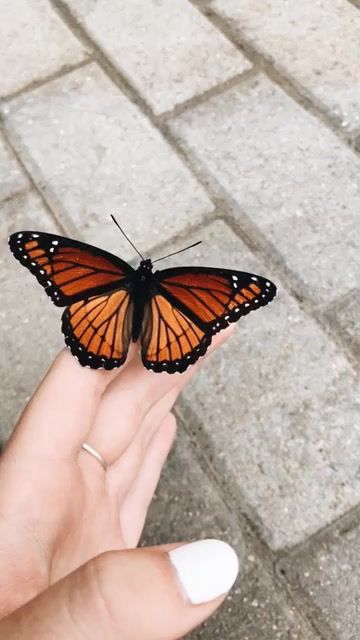 a butterfly that is sitting on someone's hand