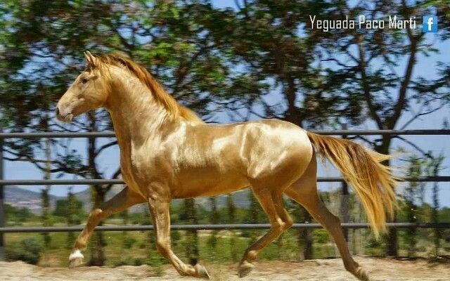 a brown horse running in front of a fence