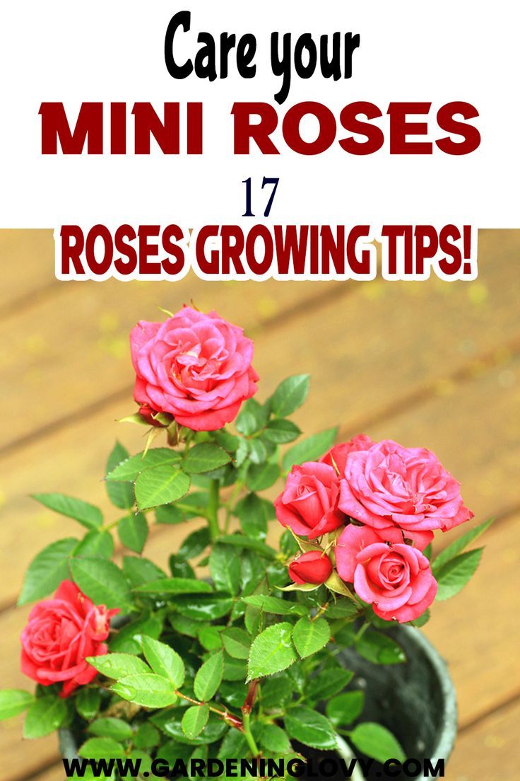 pink roses growing in a pot with text overlay that reads, care your mini roses 17