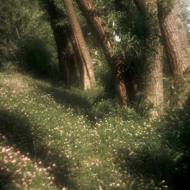 trees and flowers are growing in the grass near a path that leads to a forest