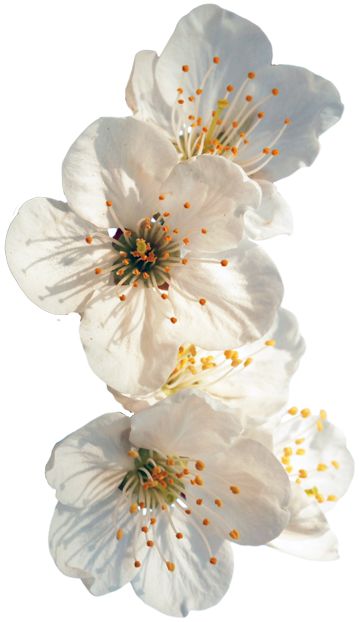 three white flowers with yellow stamens on a white background