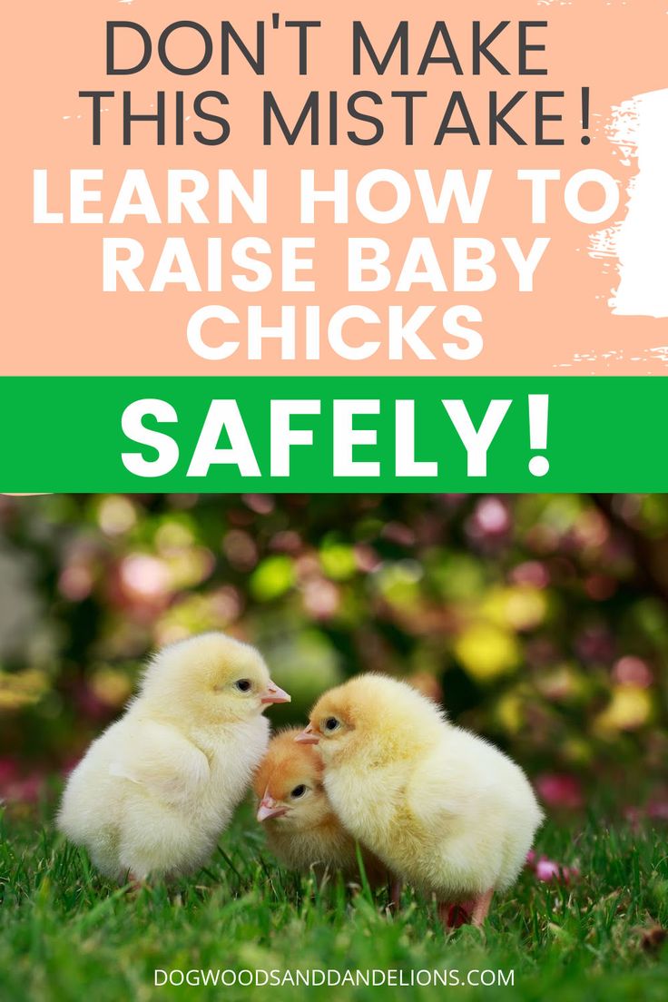 two baby chickens standing next to each other in the grass with text that reads, don't make this mistake learn how to raise baby chicks safely