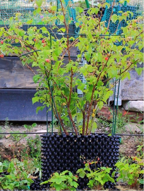 a potted plant sitting on top of a black container in the middle of a garden