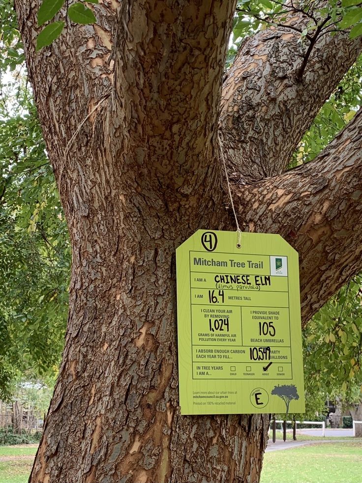 a tree with a sign attached to it's trunk in a park area,