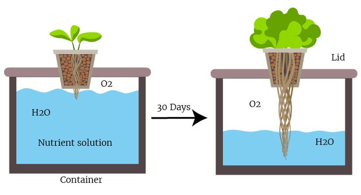 an image of plants growing in the water and then starting to grow out of it