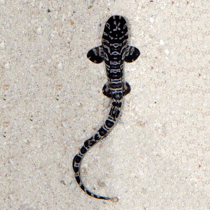 a small lizard is standing on the sand