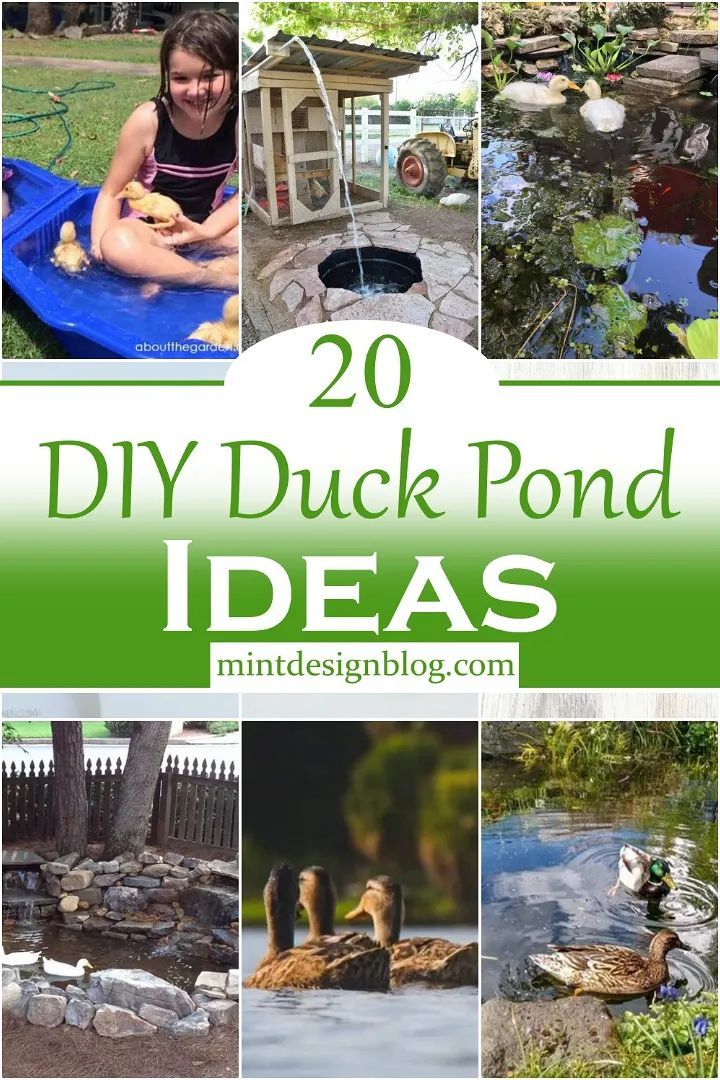 there are many pictures of ducks in the water and on the ground with text overlay that reads 20 diy duck pond ideas