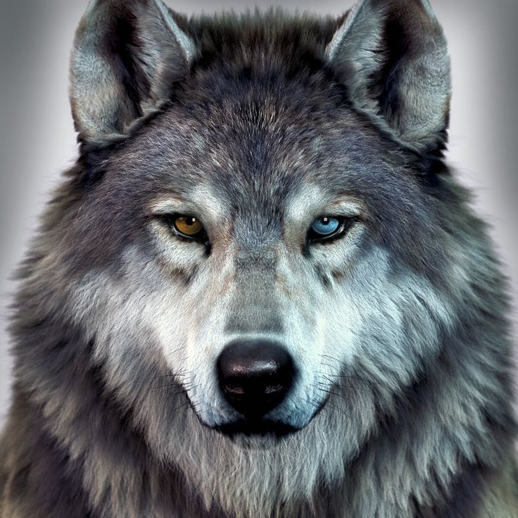 a gray wolf with blue eyes looking at the camera