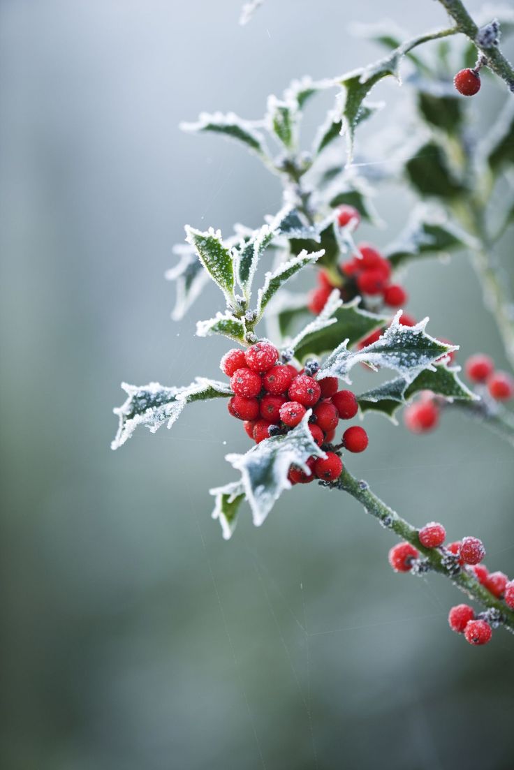 holly with red berries and green leaves covered in frost