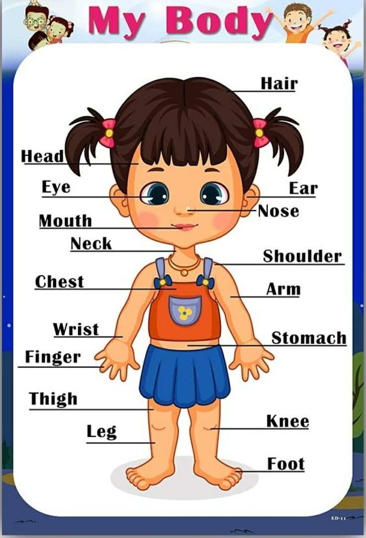 the body and parts of a child's body, including their names in english