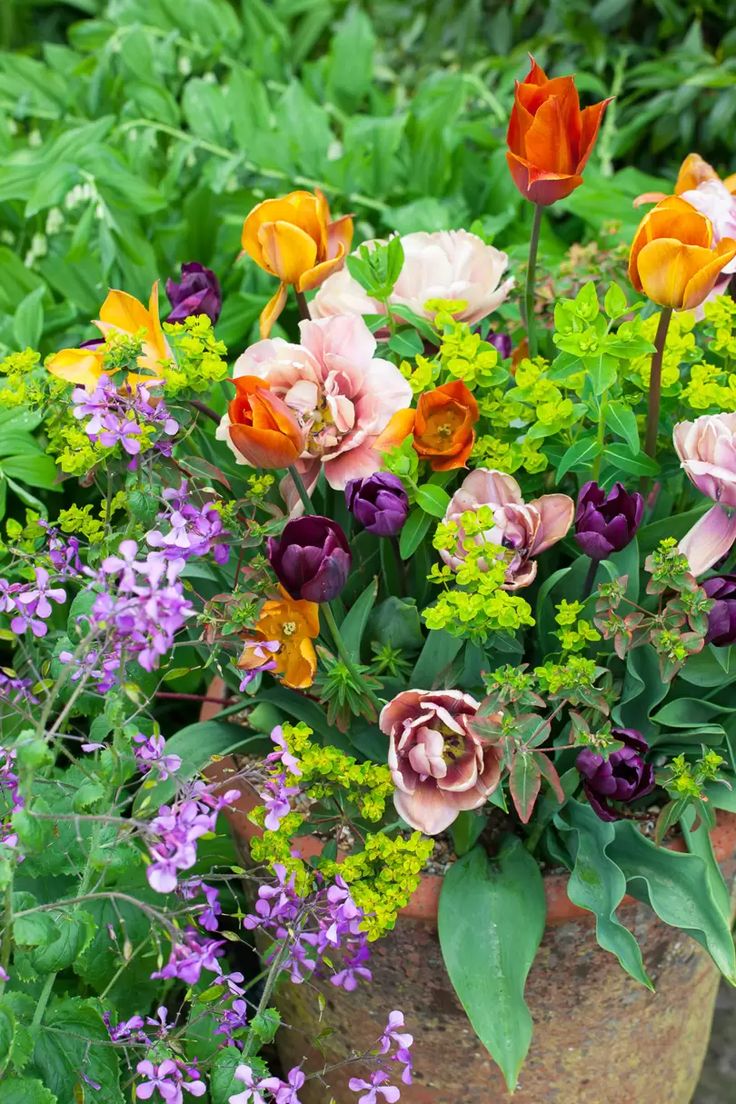 an assortment of colorful flowers in a garden