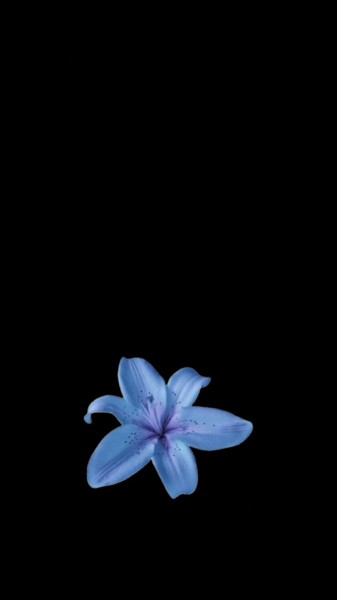 Flower Initial, Floral Wallpaper Phone, Insta Icon, Matching Wallpaper, Hibiscus Flower, Summer Wallpaper, Hibiscus Flowers, Wallpaper Pc, Flower Wallpaper