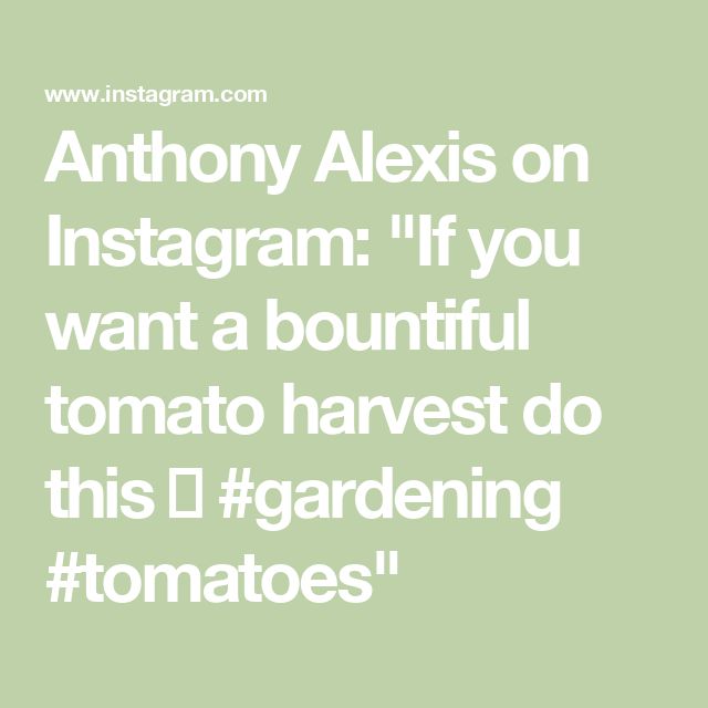 Anthony Alexis on Instagram: "If you want a bountiful tomato harvest do this 👆 #gardening #tomatoes" Gardening Tomatoes, Tomato Harvest, Tomatoes, On Instagram, Instagram