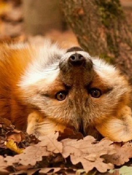 an orange and white dog laying on the ground next to a tree with its head up