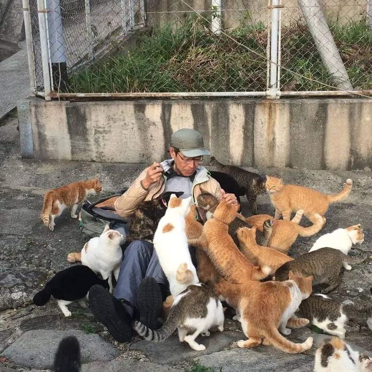 a man is sitting on the ground surrounded by many cats and kittens that are all around him