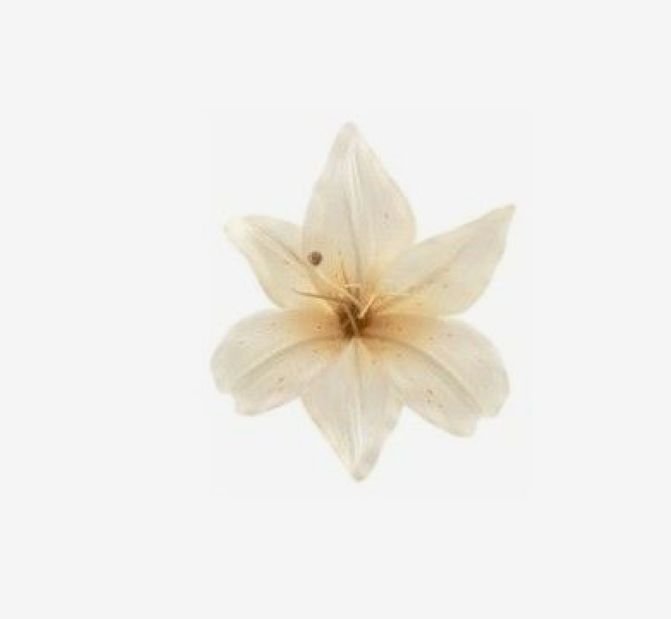 a single white flower on a white background