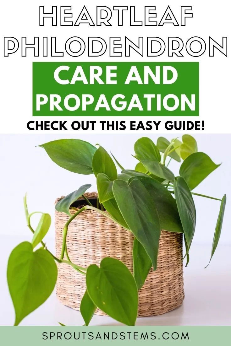 a basket full of plants with text overlay that says how to care and propagation check out this easy guide