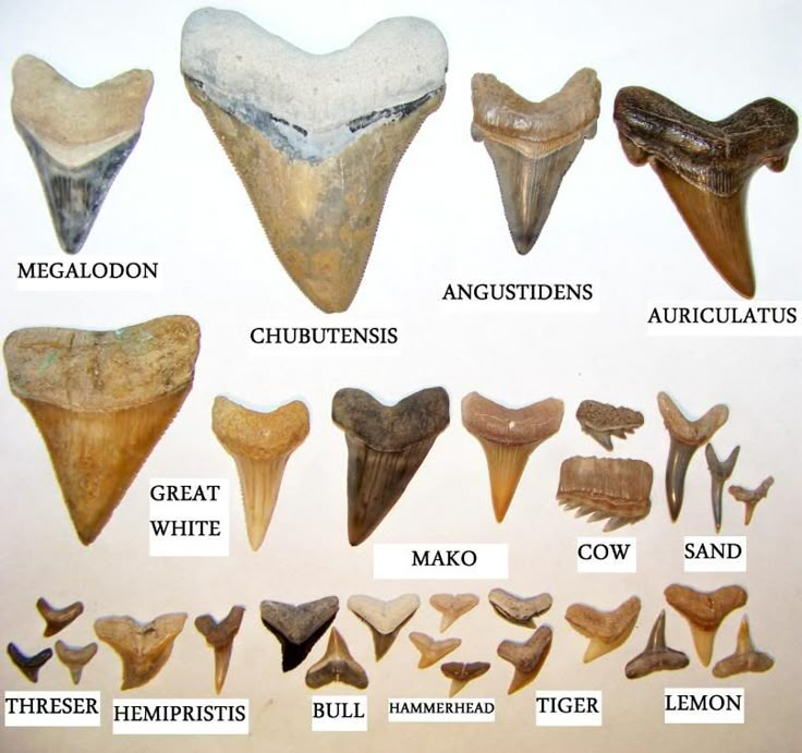 an image of different types of animal teeth