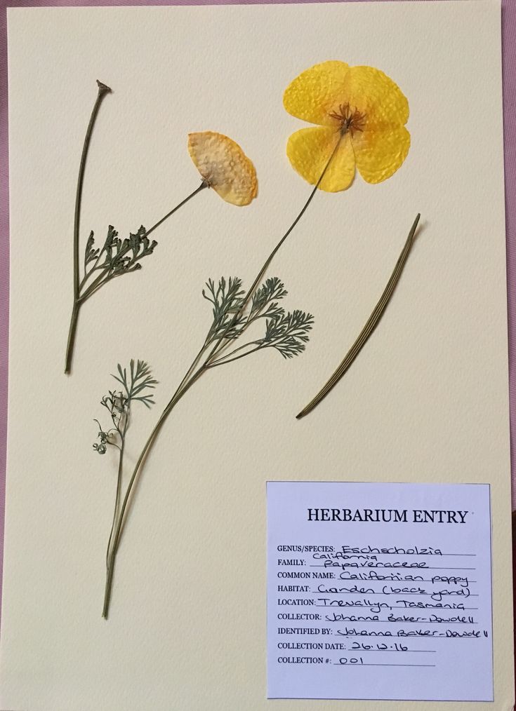 an image of herbum entry on display in a museum exhibit with information about the plant