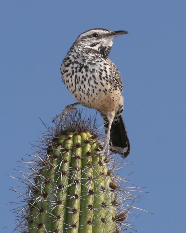 a small bird perched on top of a cactus