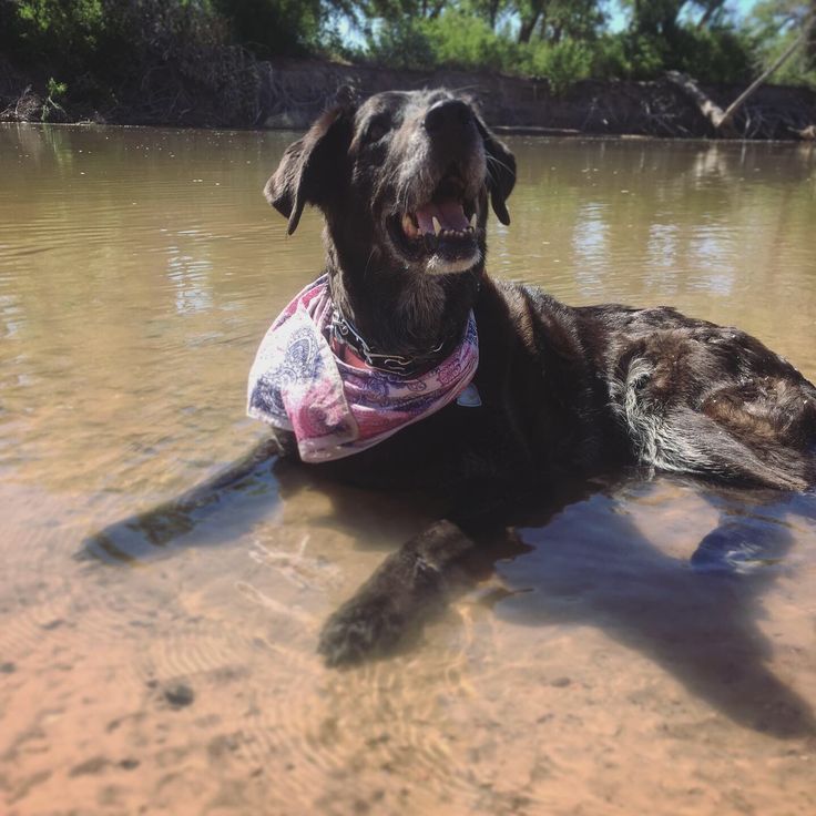 a dog in the water wearing a bandana and smiling at the camera with his mouth open