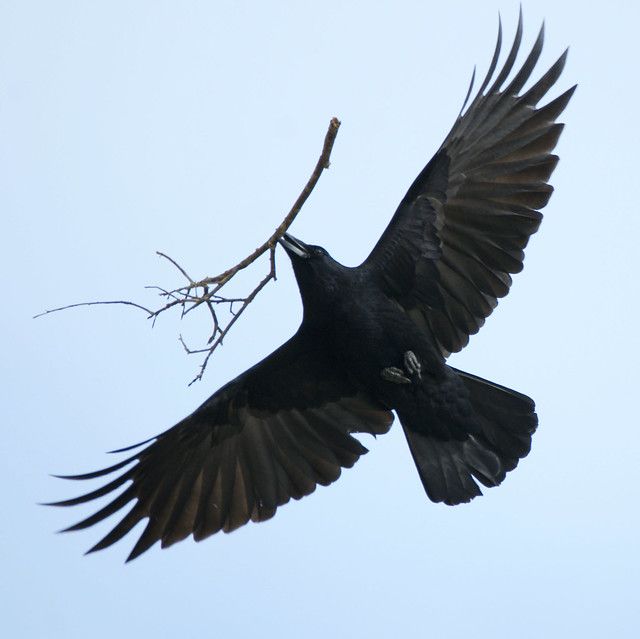 a large black bird flying over a tree branch